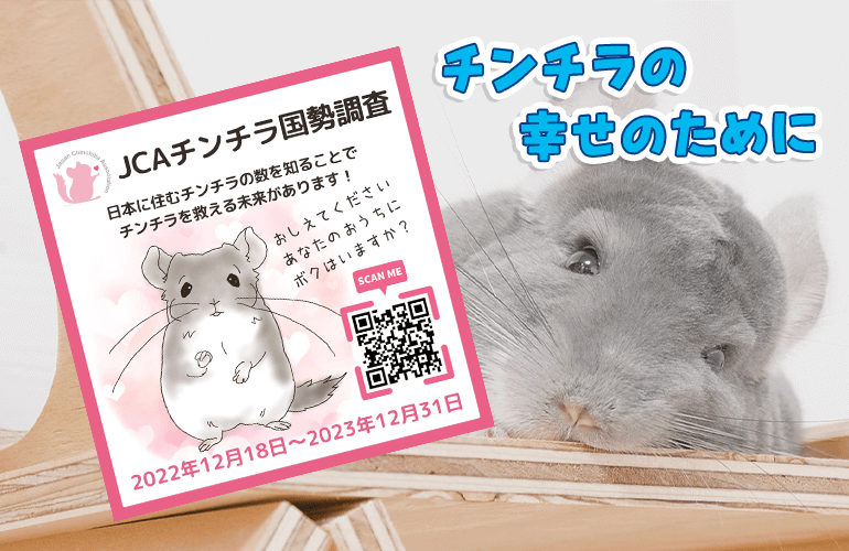【チンチラを飼っている方は絶対に見て！】日本初の『チンチラ国勢調査』について