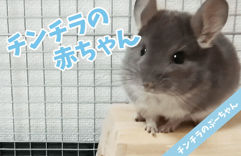 【チンチラ】可愛すぎるチンチラの赤ちゃん！新しい家族が増えました！