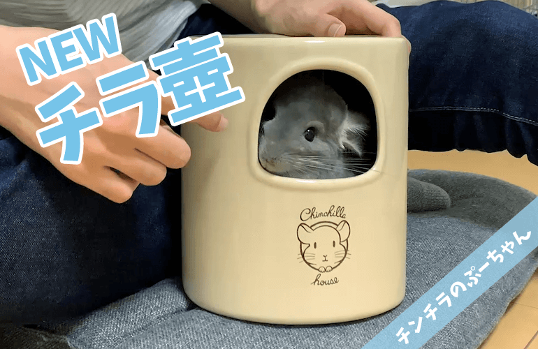 【チンチラ】新しいチラ壺が可愛すぎる！CASAの新商品「チンチラの砂浴びもできるハウス」