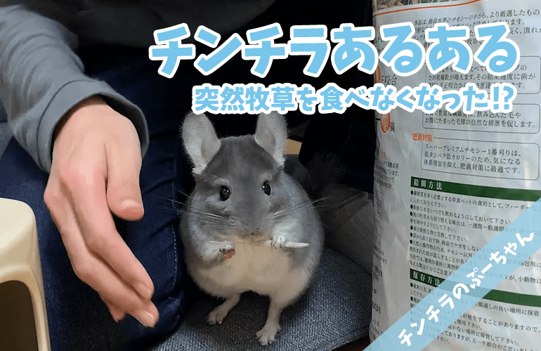 【チンチラ】チンチラあるある！？ある日突然チモシーを食べなくなった！