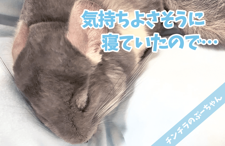 【チンチラ】睡眠の秋！ぷーちゃんが爆睡中だったので撮影していたら…