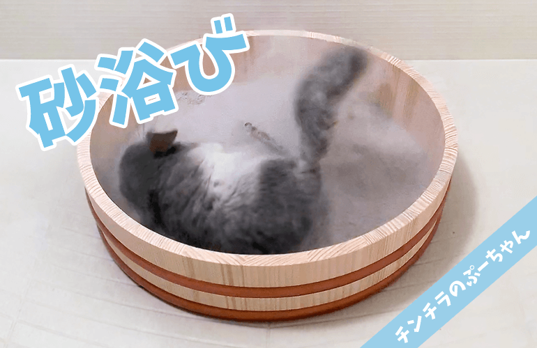 【チンチラ】砂比較！チンチラの毛がふわふわのもこもこになる「OXBOW チンチラダストバス」Chinchilla Dust Bath!