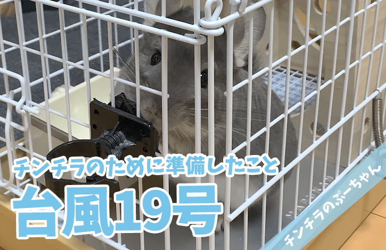 【チンチラ】台風19号に備えて！チンチラの防災対策として準備したこと！【chinchilla】