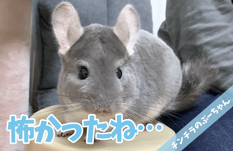 【チンチラ】台風19号が怖すぎた！動揺が隠せないビビリなぷーちゃんとその後【chinchilla】