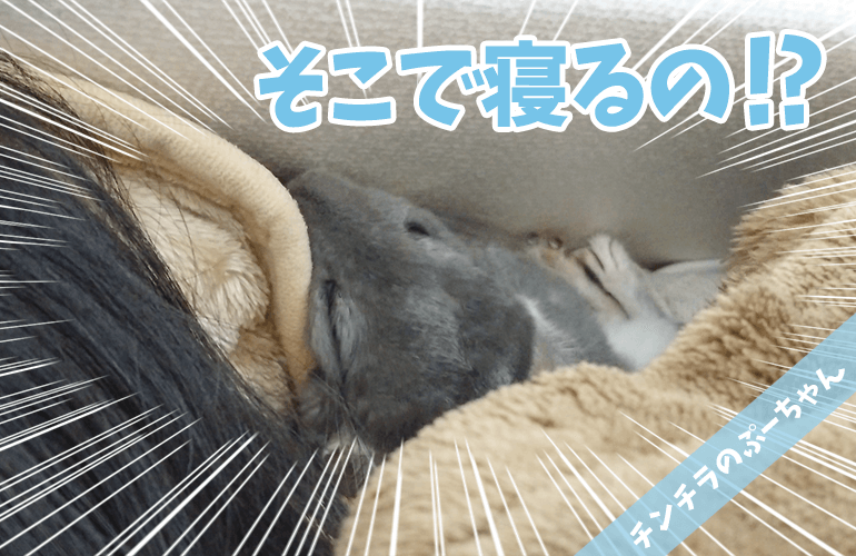 まるで人間！！飼い主と一緒に枕で寝るチンチラが可愛すぎる！