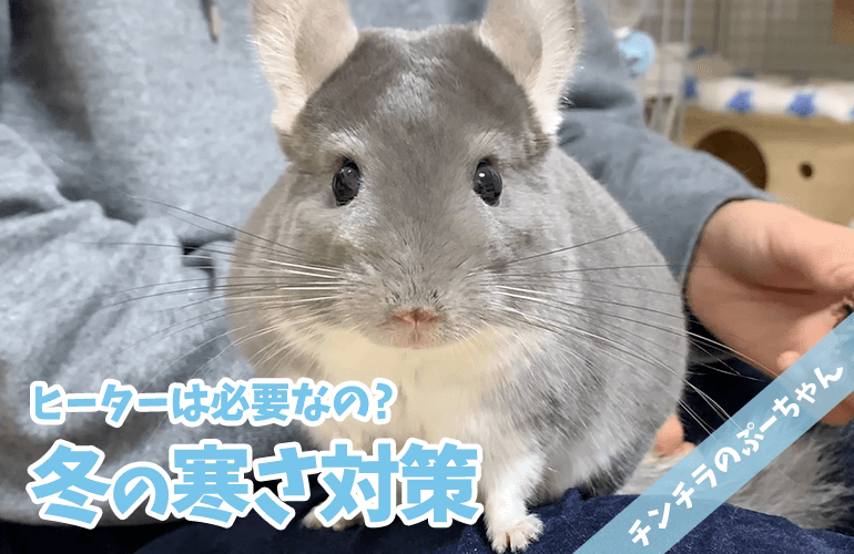 【チンチラ】ヒーターは必要なの？チンチラの冬の寒さ対策について！【chinchilla】