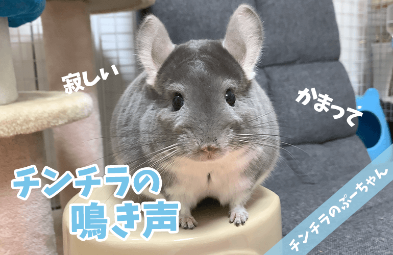 【チンチラの鳴き声】寂しいとき、かまって欲しいときに飼い主を呼ぶ声！Chinchilla sounds