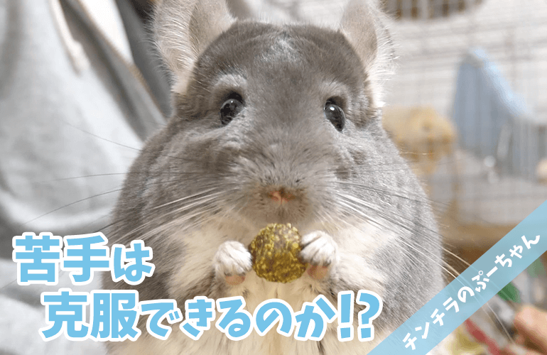 【チンチラ】ひさしぶりに嫌いだった食べ物をあげてみたらまさかの反応！