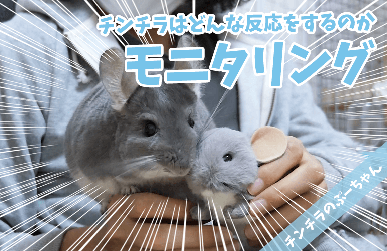 【モニタリング】飼い主が自分以外のチンチラを可愛がったらぷーちゃんはどんな反応をするのか？