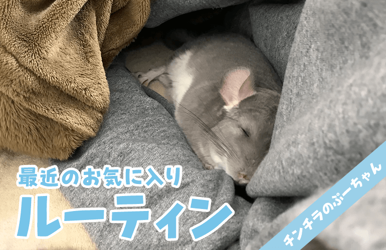 【チンチラ】それでいいの？最近のぷーちゃんの部屋んぽルーティン！