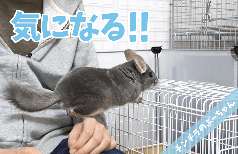 【チンチラ】デグーが家にやってきた！先住チンチラぷーちゃんの反応は！？