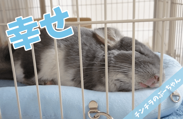 【チンチラ】今一番お気に入りの場所！ベッドでぐっすり眠るぷーちゃんが幸せすぎる！