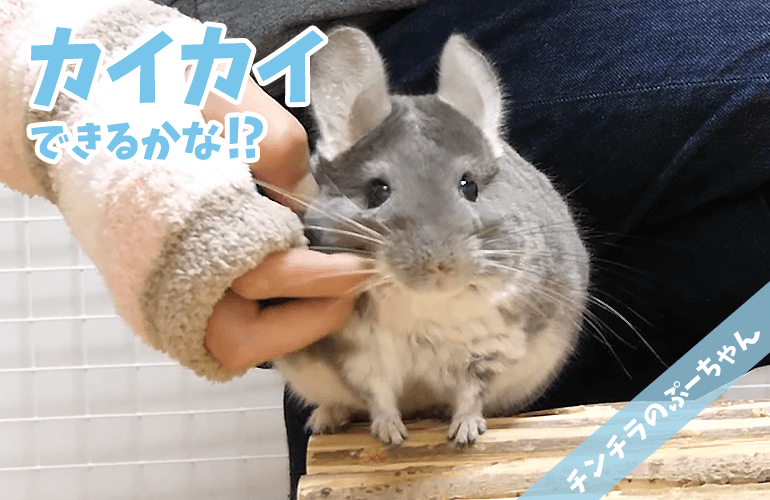 【チンチラ】ブラシでカイカイは大好きだけど指はイヤ！じゃあ手袋型のブラシだったらどう！？