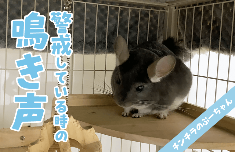 【チンチラの鳴き声】警戒している時の鳴き声！警戒鳴き・夜鳴き・謎鳴き Chinchilla sounds