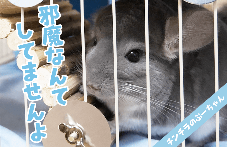 【チンチラ】待ちきれなくて飼い主の邪魔をしてくるぷーちゃんが可愛すぎる！