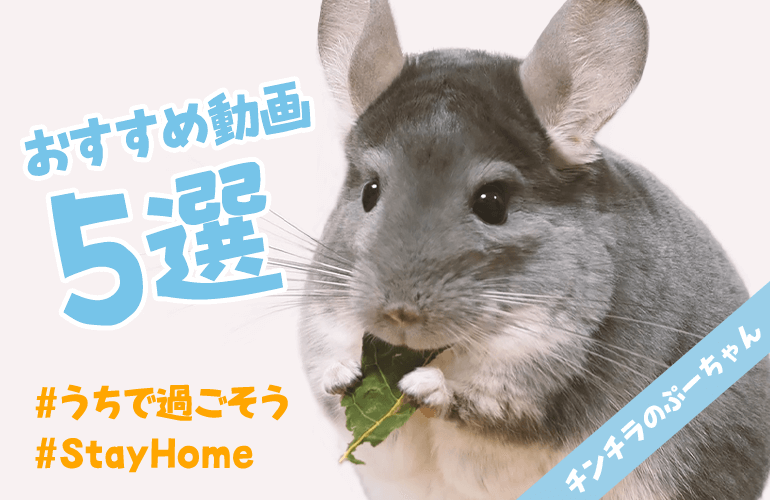 【#うちで過ごそう】チンチラのぷーちゃんおすすめ動画5選！ #StayHome