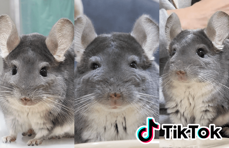 【TikTok】キュン死注意！可愛すぎるチンチラのティックトックまとめ【Chinchilla】