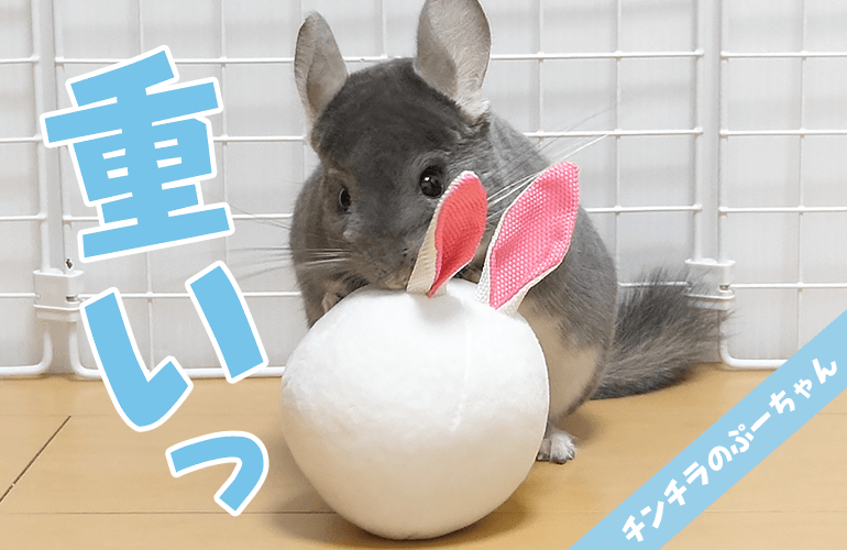 重りの入ったぬいぐるみを一生懸命持ち運ぶチンチラが可愛い！