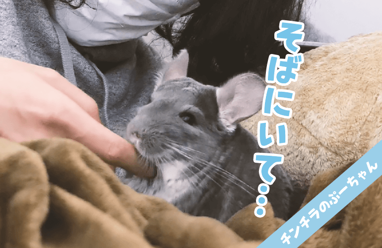 雷が怖くて飼い主のそばを離れないチンチラ