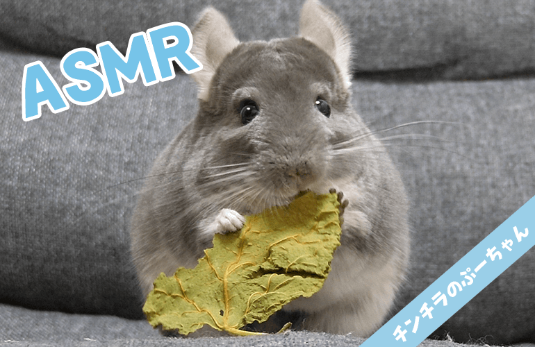 Animal Asmr 咀嚼音 チンチラが桑の葉を食べる