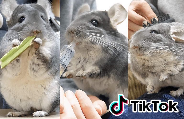 【TikTok総集編】トレンド1位を獲得した可愛すぎるチンチラのティックトック【Chinchilla】