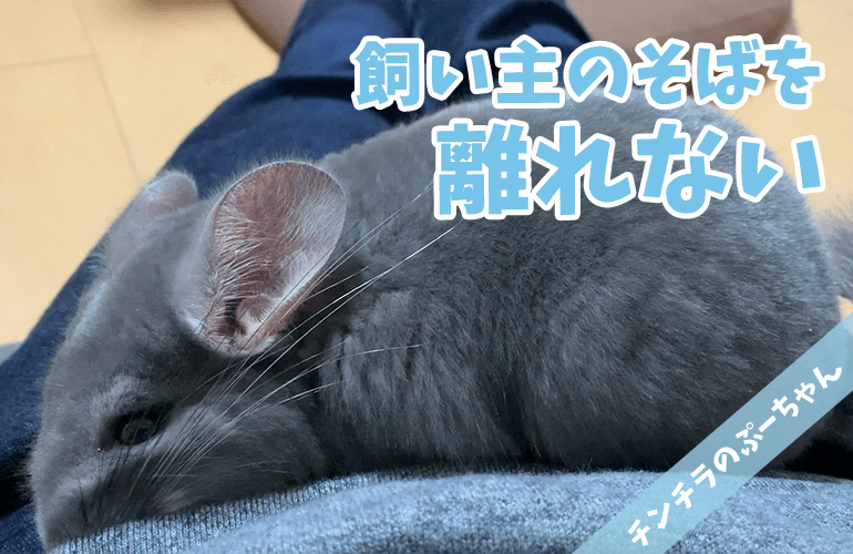 【チンチラ】飼い主のそばを離れない甘えん坊なチンチラが可愛すぎる！