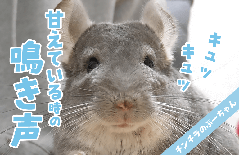 【チンチラの鳴き声】甘えている時・嬉しい時の鳴き声！Chinchilla sounds