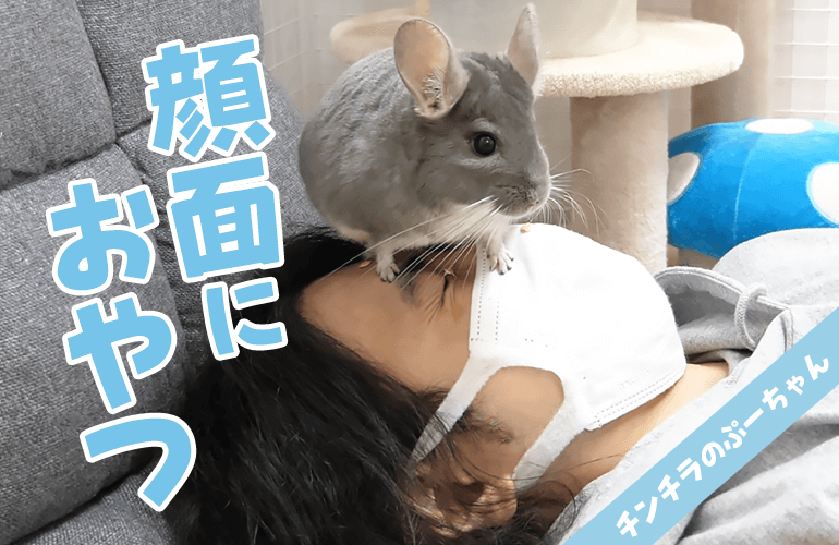 チンチラの大好きなおやつを飼い主の顔の上に置いてみたらモフり放題になるのか！？