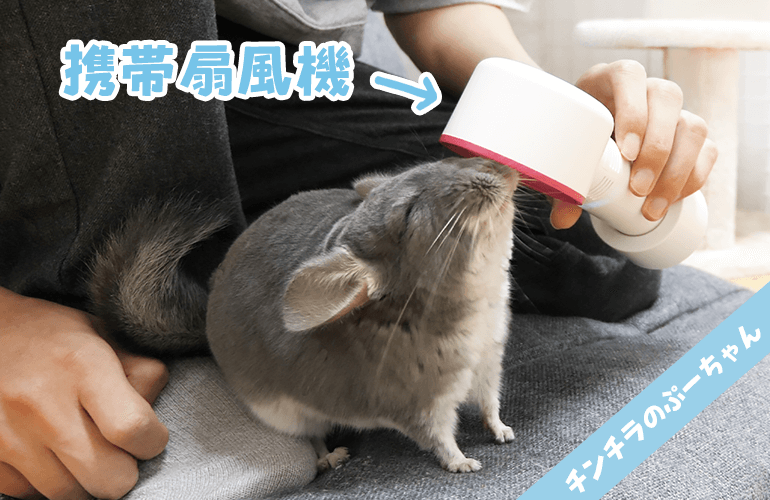 【チンチラ】ヒーターは必要なの？チンチラの冬の寒さ対策について！【chinchilla】