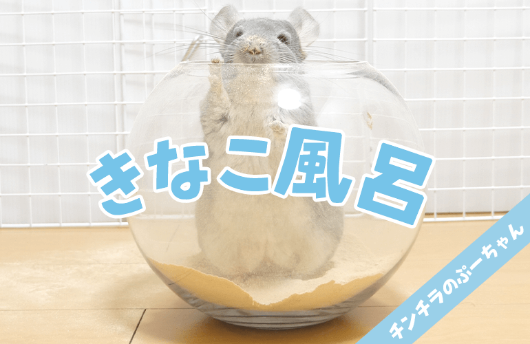 チンチラをきなこ風呂に入れたらきなこもちになった！