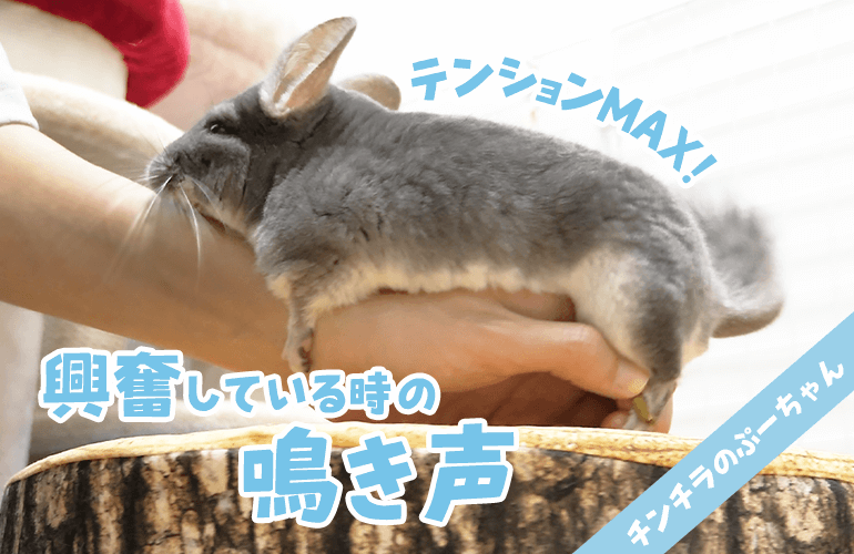 【チンチラの鳴き声】興奮MAXの時の鳴き声と謎のにおい！Chinchilla sounds