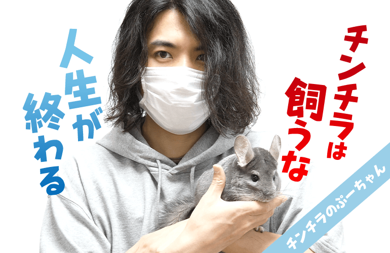 こんな人はチンチラを飼わない方がいいよ【チンチラを飼うのに向いていない人の5つの特徴】