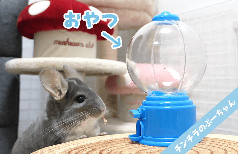 【可愛すぎ注意】おやつが出てくるガチャガチャをはじめて見たチンチラの反応が可愛すぎる！