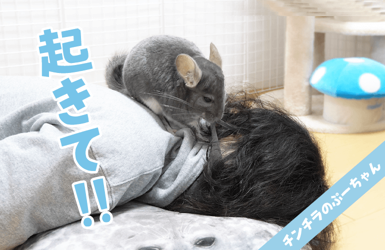 絶対に起きない飼い主VS絶対に起こすチンチラ！