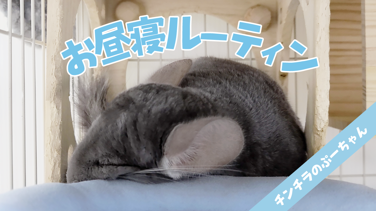 【お昼寝ルーティン】眠くなると自分で部屋に帰ってベッドで寝ちゃうチンチラに癒やされる！