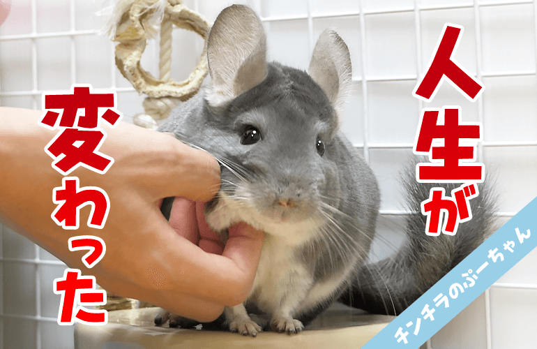 【激変】チンチラを飼いはじめてから変わった生活の変化！