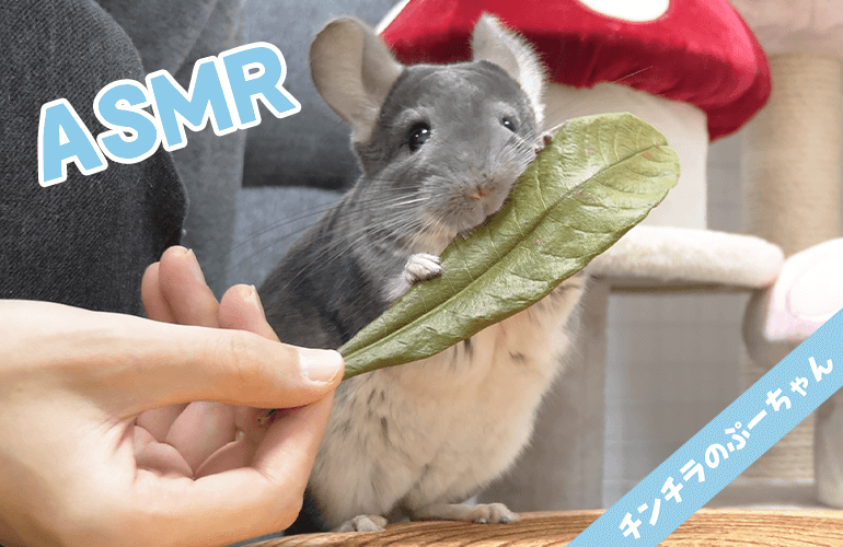 【Animal ASMR】チンチラがびわの葉を食べる咀嚼音【音フェチ】