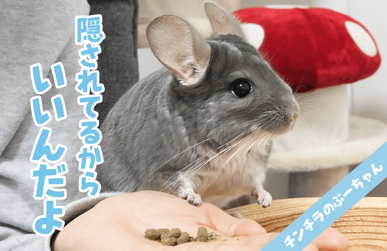 デグーが隠したおやつを食べるチンチラのために別で買ってあげたら塩対応だった…