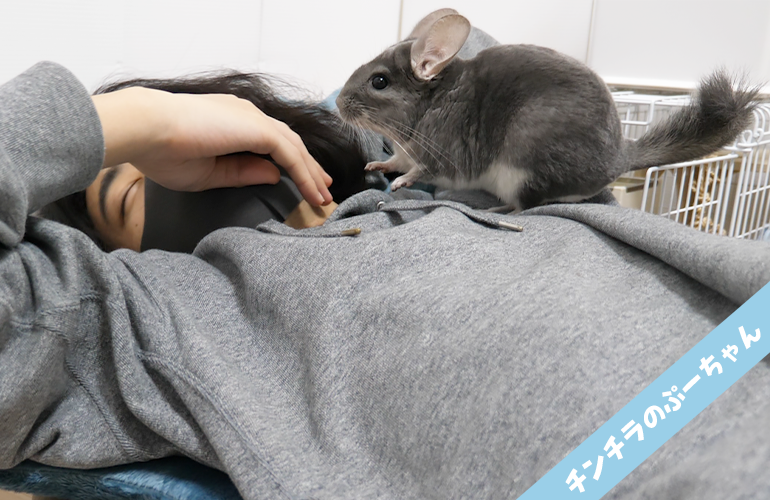 寝ている飼い主を何度も起こしに来る甘えん坊なチンチラが可愛すぎた！