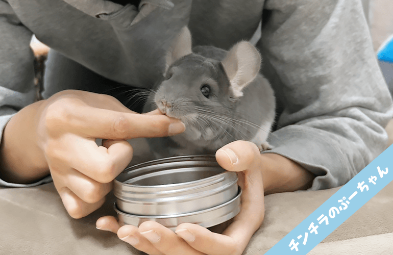 なつくとこうなる！飼い主に甘えてくるチンチラが可愛すぎる！