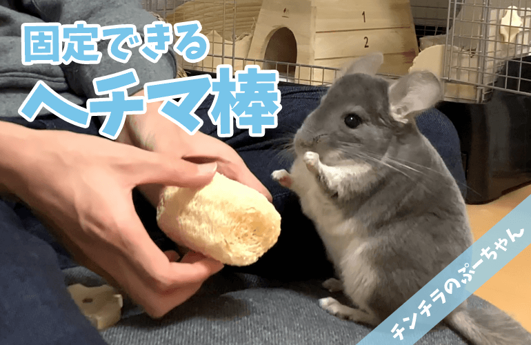 【チンチラのおもちゃ】おもちゃが好き過ぎるぷーちゃんに「固定ヘチマ棒」をプレゼント！