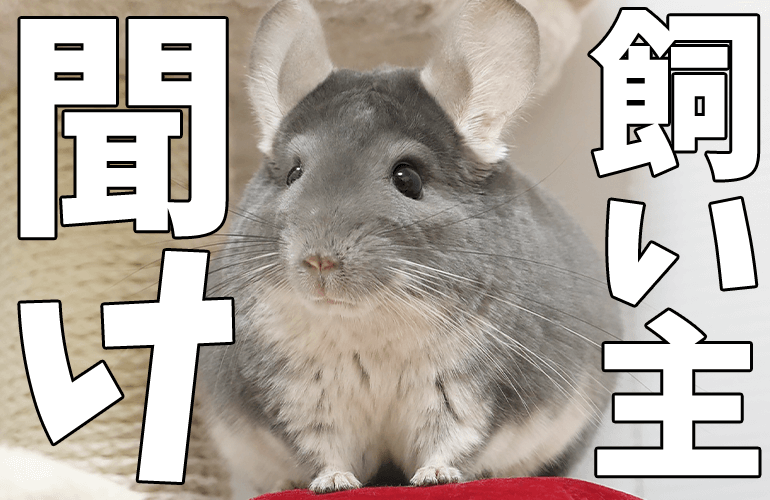 飼い主聞け！