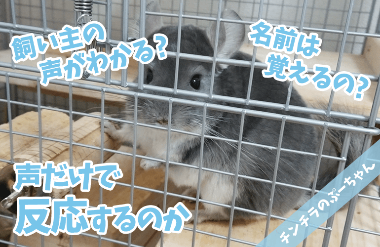 【検証】見えないところから飼い主が名前を呼んだらチンチラは反応するのか？【モニタリング】