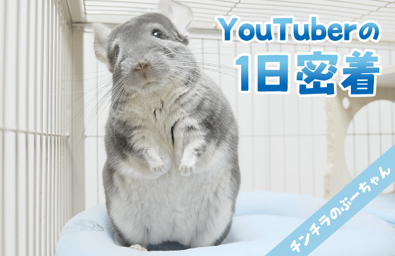 【パロディ】チンチラYouTuberの1日に密着【YouTuberの裏側】