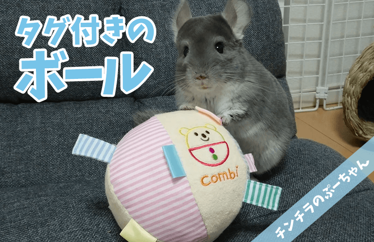 【チンチラのおもちゃ】タグだいすきぷーちゃんにタグ付きボールをプレゼント！