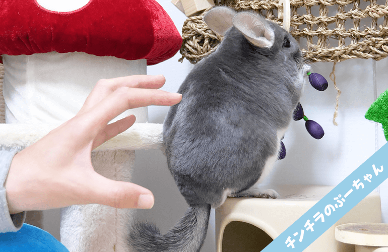 【チンチラの鳴き声】チンチラはお尻を触られると叫びます！