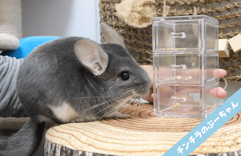 引き出しの中のおやつが食べたいチンチラ