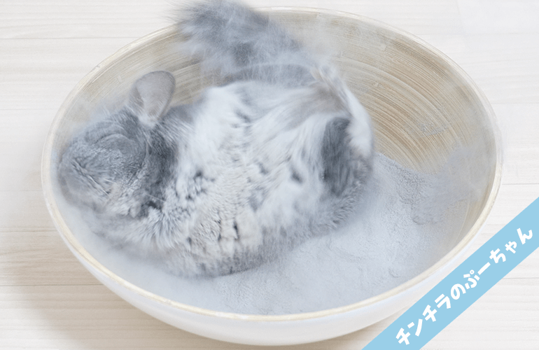 【チンチラを飼う前に見て!!】これが砂浴びのリアル【4K高画質】