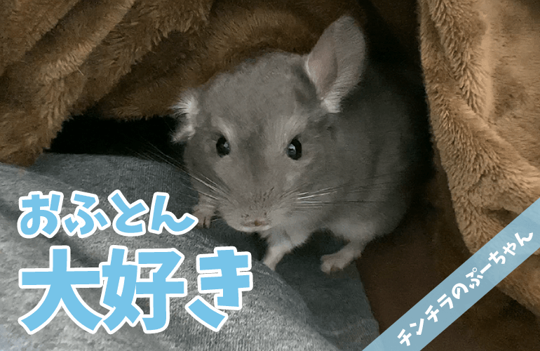 【チンチラ】おふとん大好き！飼い主のベッドに潜り込んで遊ぶ姿が可愛すぎる！