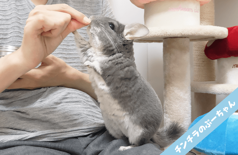 おやつが欲しくて飼い主にべったりなチンチラ